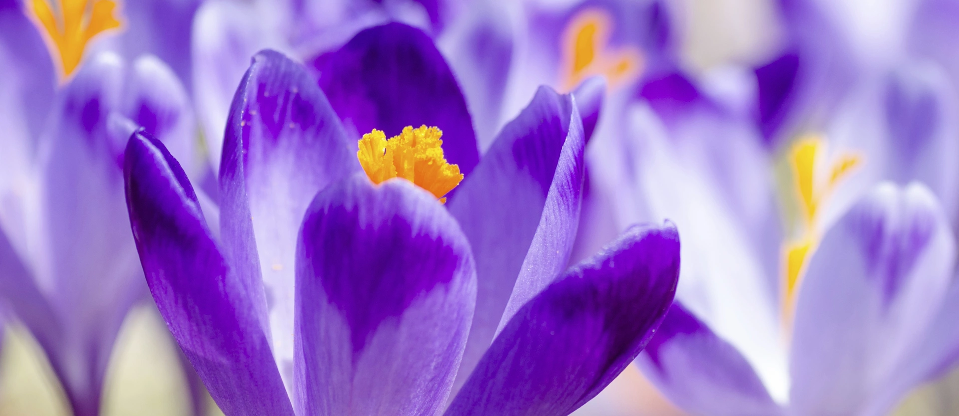 Teemischungen mit Safran