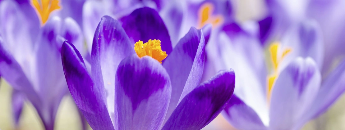 Teemischungen mit Safran