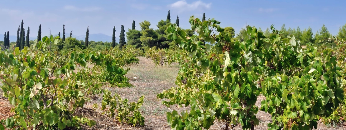 Weine aus Kreta – Karavitakis