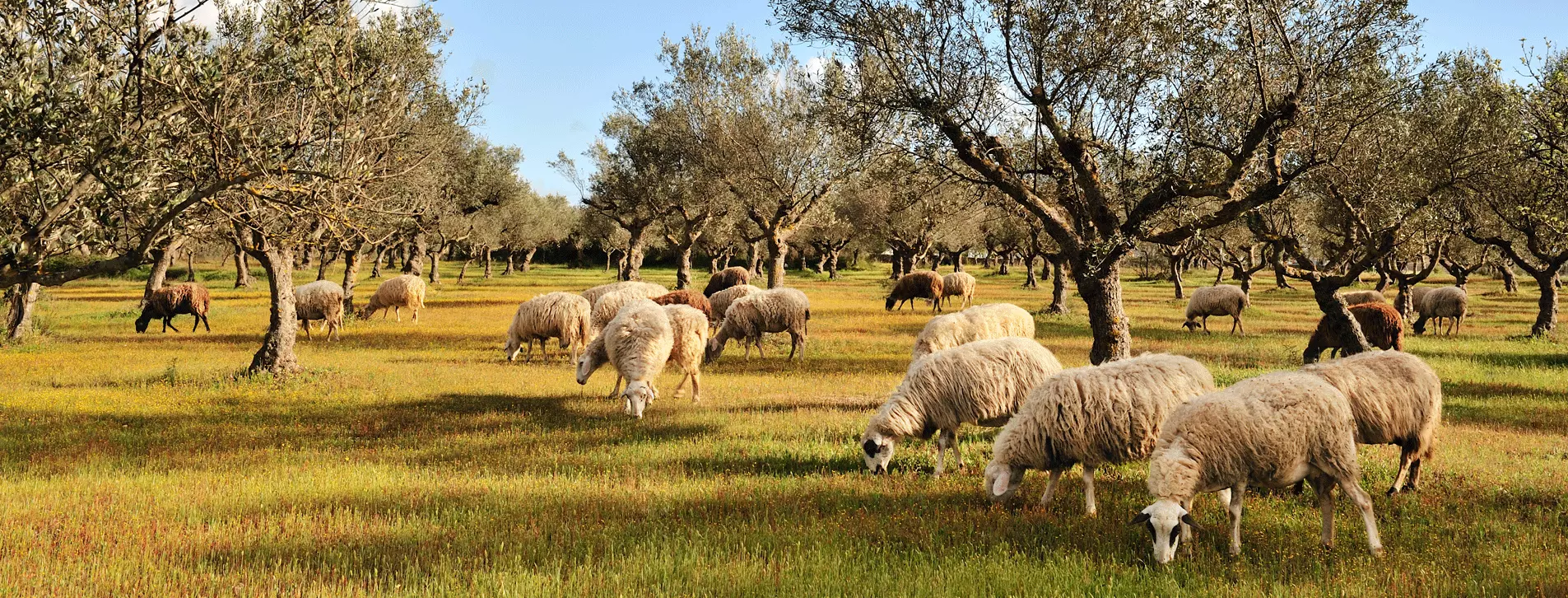 Kontakt zu Ousia Products