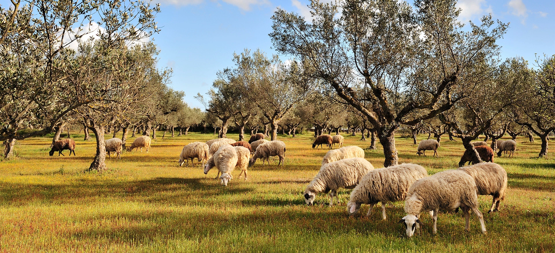 Schafskäse aus Griechenland